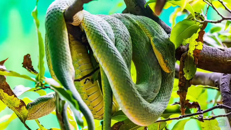 Blog: Arboricole Schlangen: Kletternde Spezialisten im Terrarium (8305)