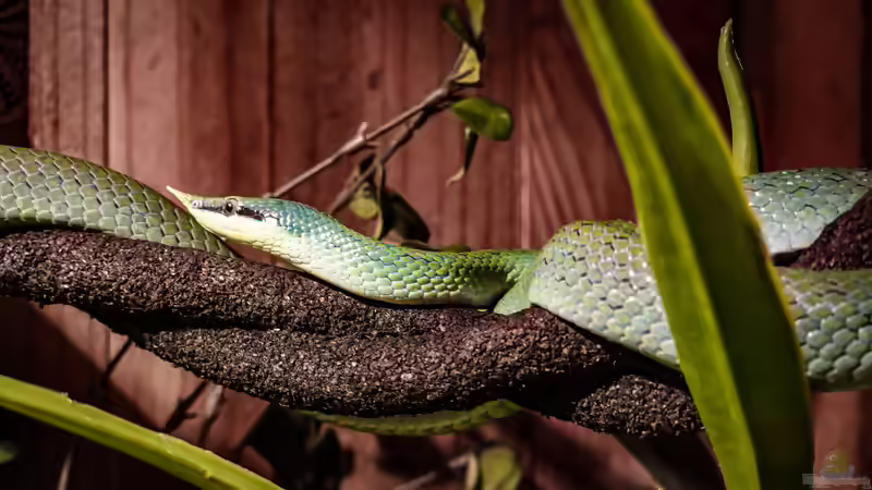 Blog: Arboricole Schlangen: Kletternde Spezialisten im Terrarium (8305)