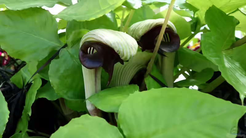 Blog: Aronstabgewächse als Zimmer-, Garten- oder Terrarienpflanzen - Faszinierende Exoten mit außergewöhnlicher Vielfalt (8026)