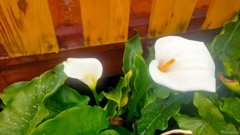 Blog: Aronstabgewächse als Zimmer-, Garten- oder Terrarienpflanzen - Faszinierende Exoten mit außergewöhnlicher Vielfalt (8026)