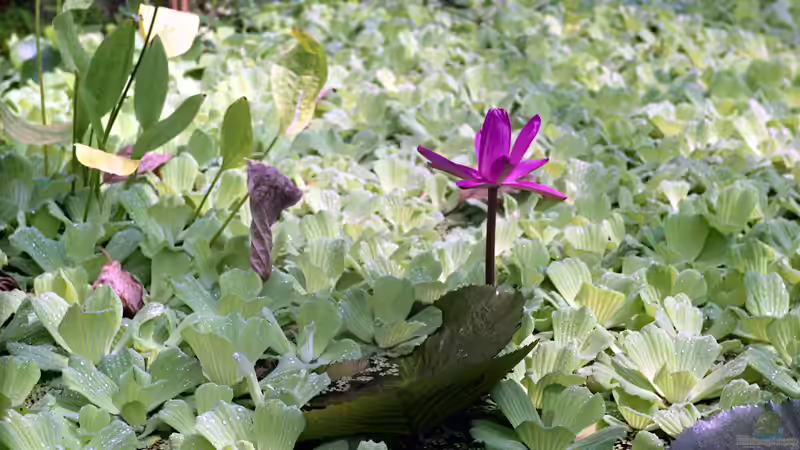 Blog: Aronstabgewächse als Zimmer-, Garten- oder Terrarienpflanzen - Faszinierende Exoten mit außergewöhnlicher Vielfalt (8026)