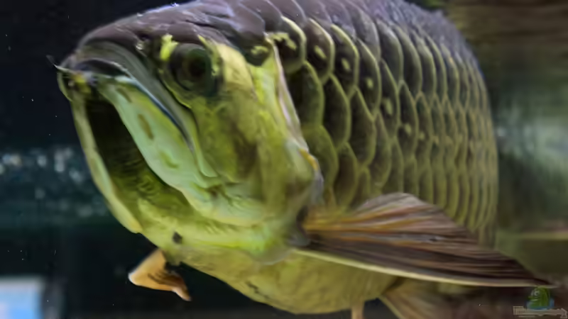 Blog: Arowanas halten: So richtest du das Aquarium richtig ein (6714)