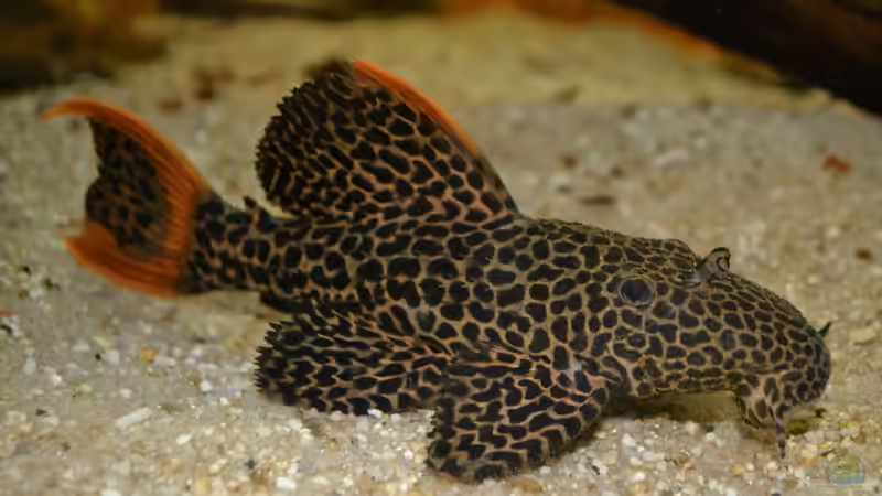 Blog: Artentafel Demini-Leopardkaktuswels "L114" (Pseudacanthicus sp.)  (4076)