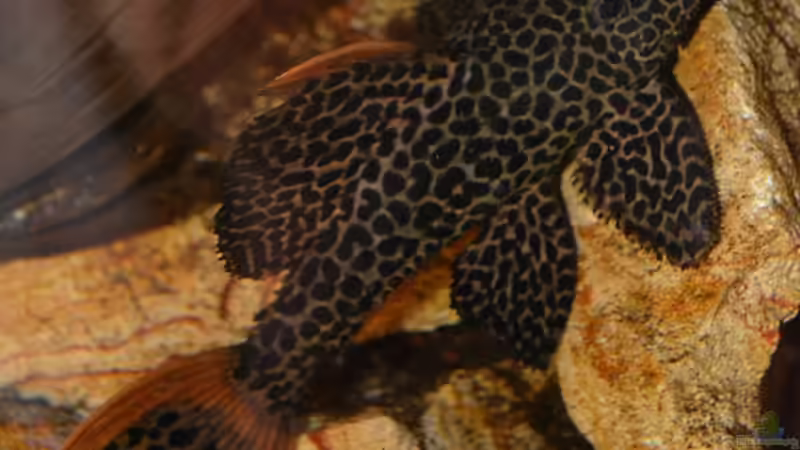 Blog: Artentafel Demini-Leopardkaktuswels "L114" (Pseudacanthicus sp.)  (4076)