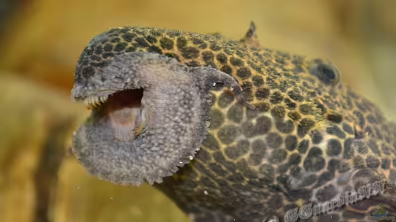Blog: Artentafel Demini-Leopardkaktuswels "L114" (Pseudacanthicus sp.)  (4076)