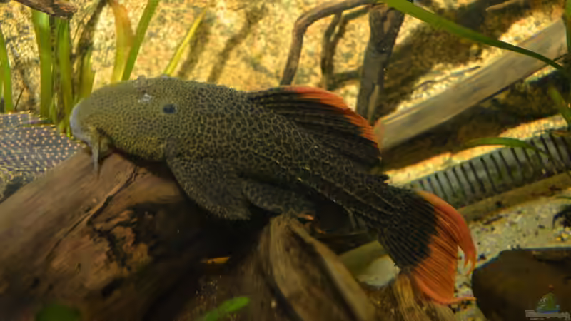 Blog: Artentafel Demini-Leopardkaktuswels "L114" (Pseudacanthicus sp.)  (4076)