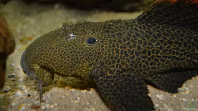 Blog: Artentafel Demini-Leopardkaktuswels "L114" (Pseudacanthicus sp.)  (4076)