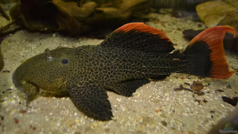 Blog: Artentafel Demini-Leopardkaktuswels "L114" (Pseudacanthicus sp.)  (4076)