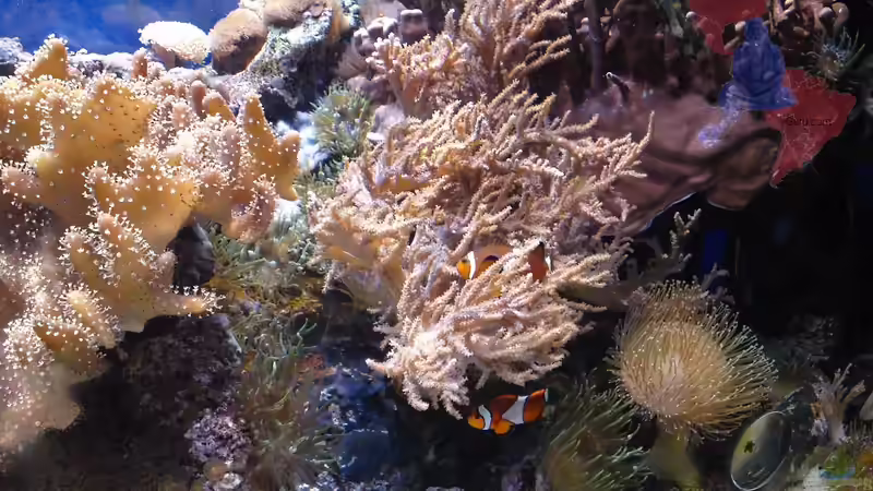 Blog: Artentafel Falscher Clownfisch (Amphiprion ocellaris) (4474)