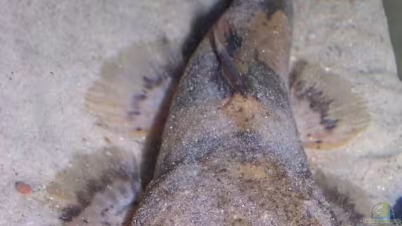 Blog: Artentafel Grosser Harlekinwels (Pseudopimelodus bufonius) (4178)
