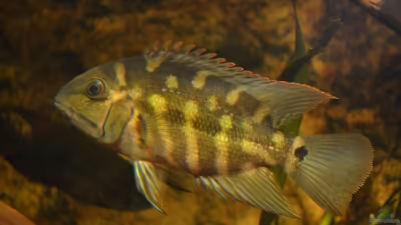 Blog: Artentafel "Grüner" Papageibuntbarsch (Hoplarchus psittacus) (4072)