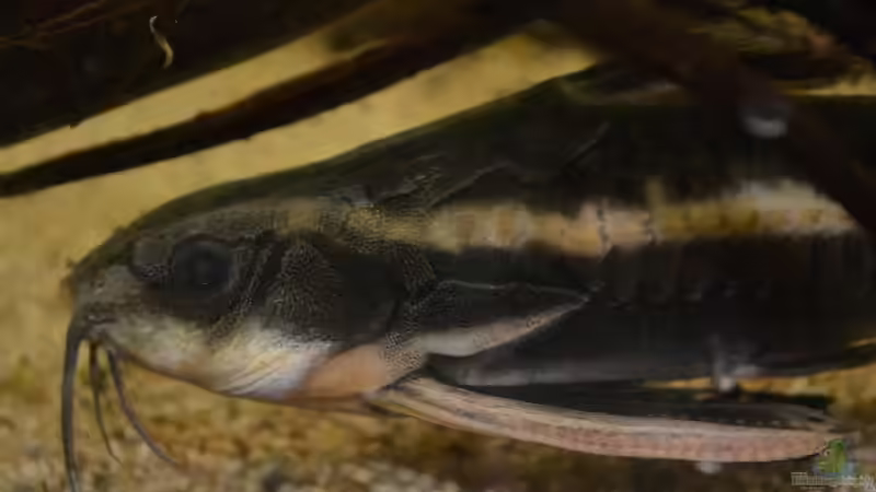 Blog: Artentafel Liniendornwels (Platydoras costatus) (4204)