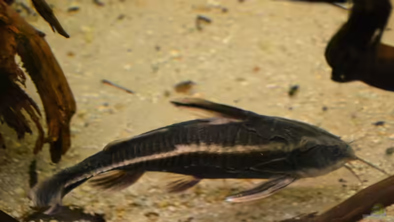 Blog: Artentafel Liniendornwels (Platydoras costatus) (4204)