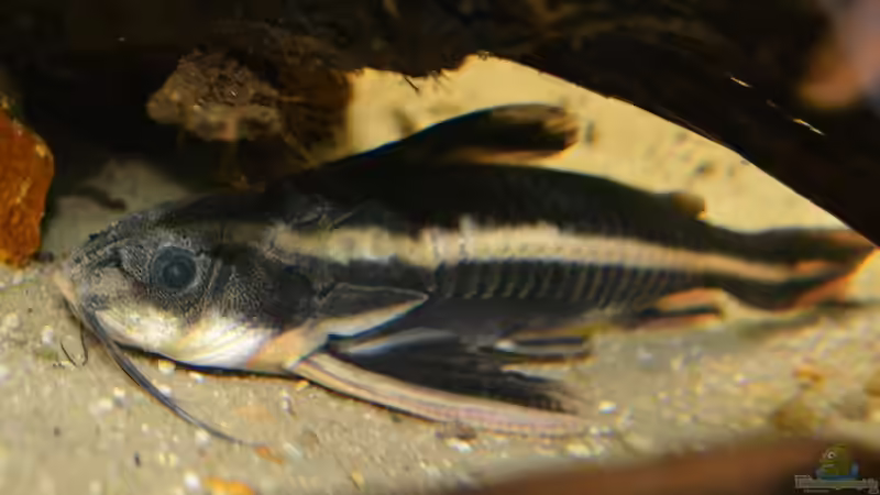 Blog: Artentafel Liniendornwels (Platydoras costatus) (4204)