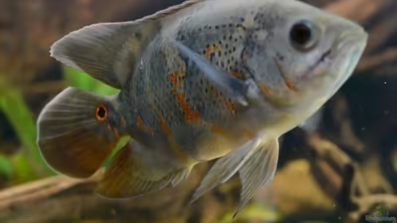 Blog: Artentafel Pfauenaugenbuntbarsch (Astronotus ocellatus) (4103)