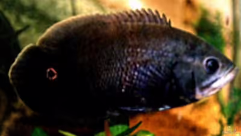 Blog: Artentafel Pfauenaugenbuntbarsch (Astronotus ocellatus) (4103)