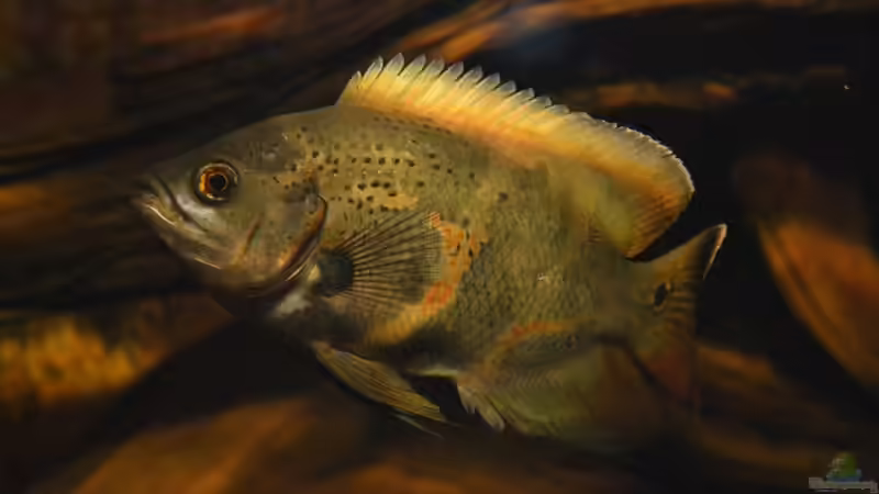 Blog: Artentafel Pfauenaugenbuntbarsch (Astronotus ocellatus) (4103)