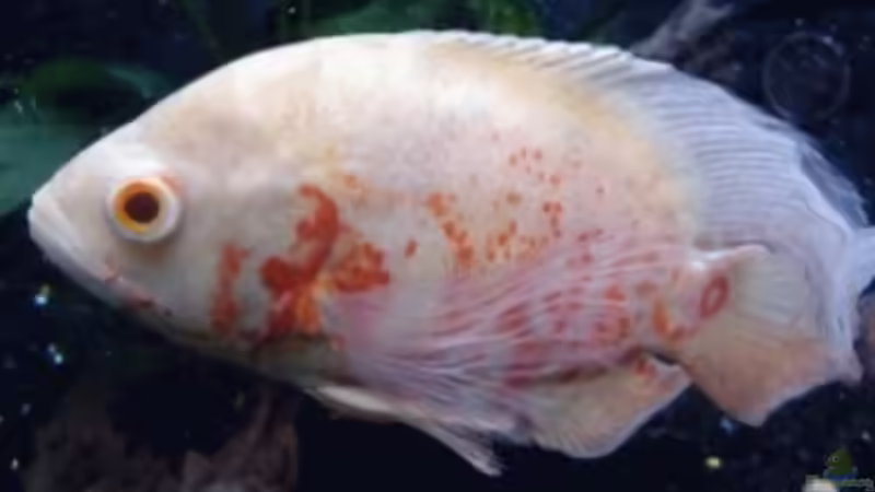 Blog: Artentafel Pfauenaugenbuntbarsch (Astronotus ocellatus) (4103)