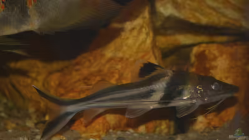 Blog: Artentafel Schmuck-Antennenwels (Pimelodus ornatus) (4174)