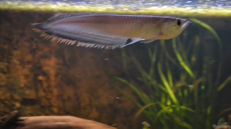 Blog: Artentafel Schwarzer & Silberner Arowana (Osteoglossum ferreirai / O. bicirrhosum) (4078)
