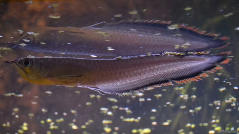 Blog: Artentafel Schwarzer & Silberner Arowana (Osteoglossum ferreirai / O. bicirrhosum) (4078)