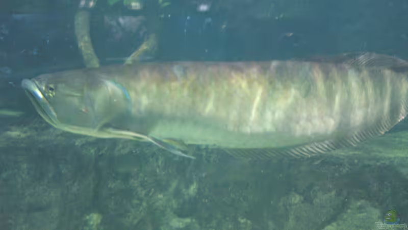 Blog: Artentafel Schwarzer & Silberner Arowana (Osteoglossum ferreirai / O. bicirrhosum) (4078)