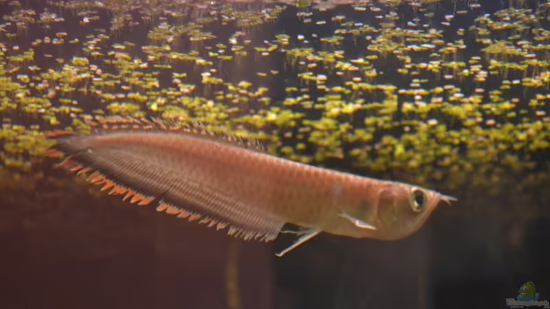 Blog: Artentafel Schwarzer & Silberner Arowana (Osteoglossum ferreirai / O. bicirrhosum) (4078)