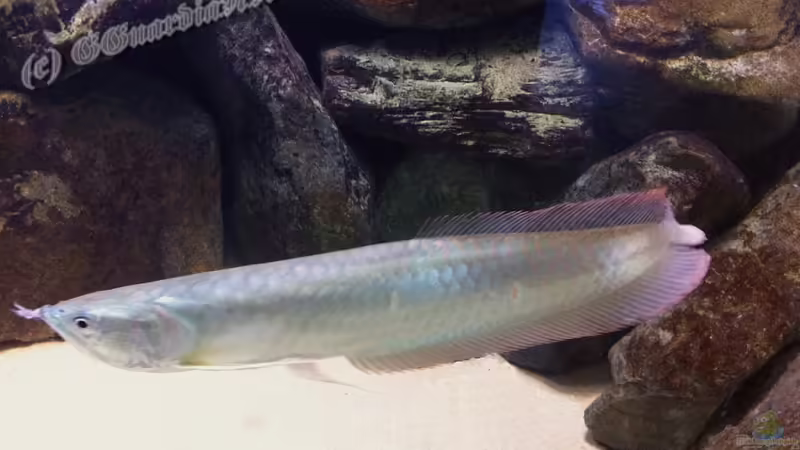 Blog: Artentafel Schwarzer & Silberner Arowana (Osteoglossum ferreirai / O. bicirrhosum) (4078)