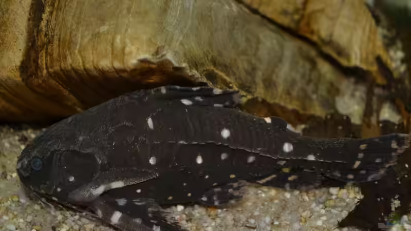 Blog: Artentafel Sterndornwels / Kammdornwels (Agamyxis pectinifrons) (4241)