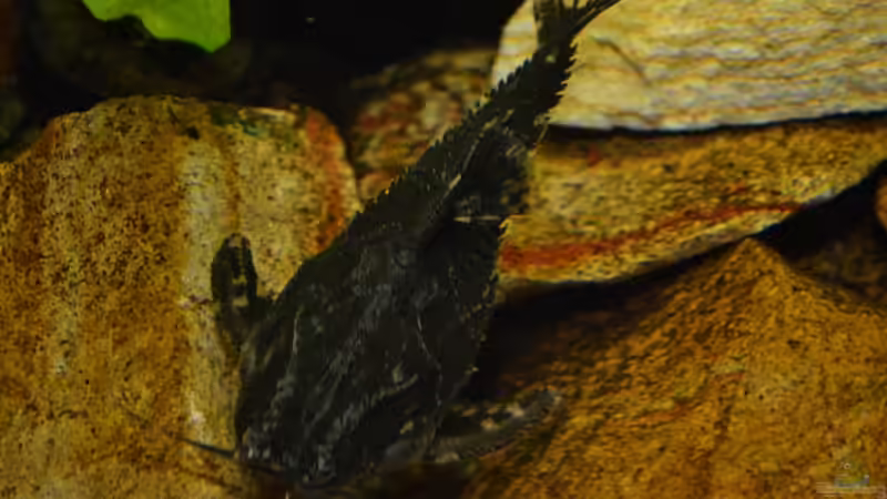 Blog: Artentafel Sterndornwels / Kammdornwels (Agamyxis pectinifrons) (4241)