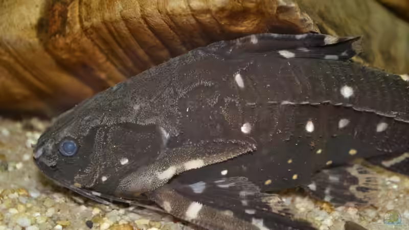 Blog: Artentafel Sterndornwels / Kammdornwels (Agamyxis pectinifrons) (4241)
