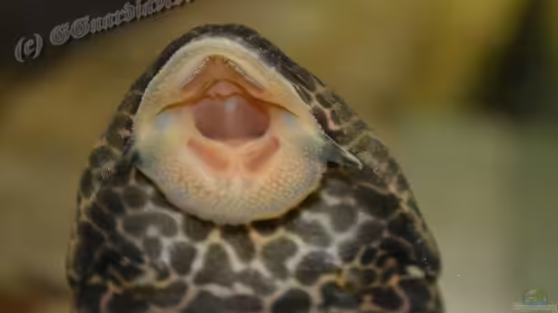 Blog: Artentafel Wabenschilderwels "L165" (Pterygoplichthys gibbiceps) (4131)