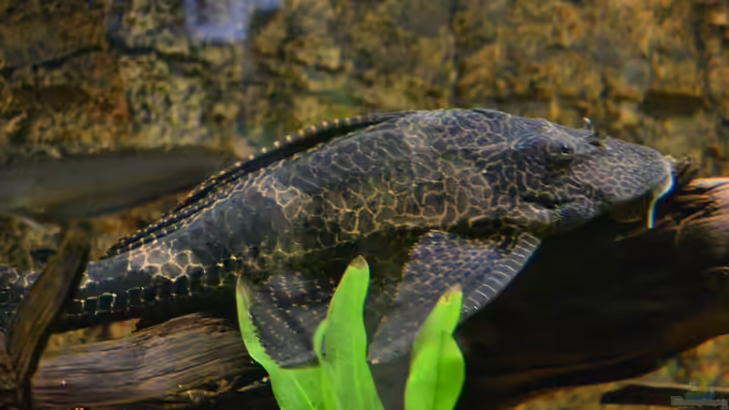 Blog: Artentafel Wabenschilderwels "L165" (Pterygoplichthys gibbiceps) (4131)