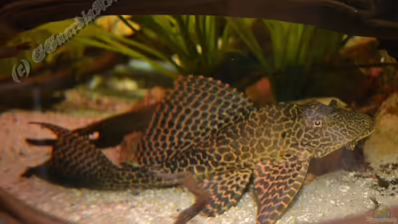 Blog: Artentafel Wabenschilderwels "L165" (Pterygoplichthys gibbiceps) (4131)