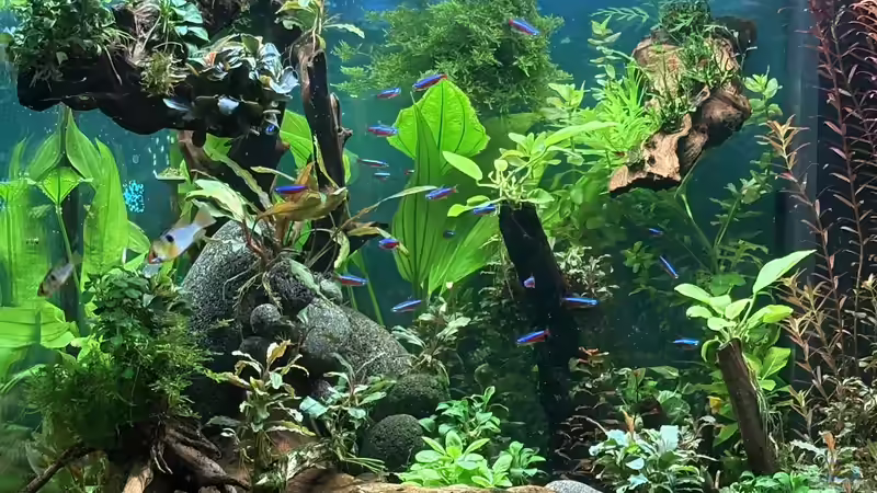 Blog: Artgerechtes Aquarium: Grundlagen, Umsetzung und Pflege für ein gesundes Biotop (7623)