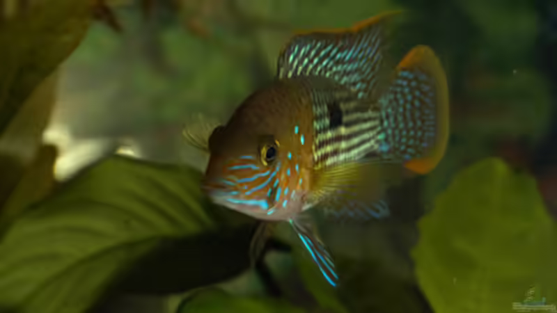 Blog: Artvorstellung,heute:Aequidens rivulatus (2026)