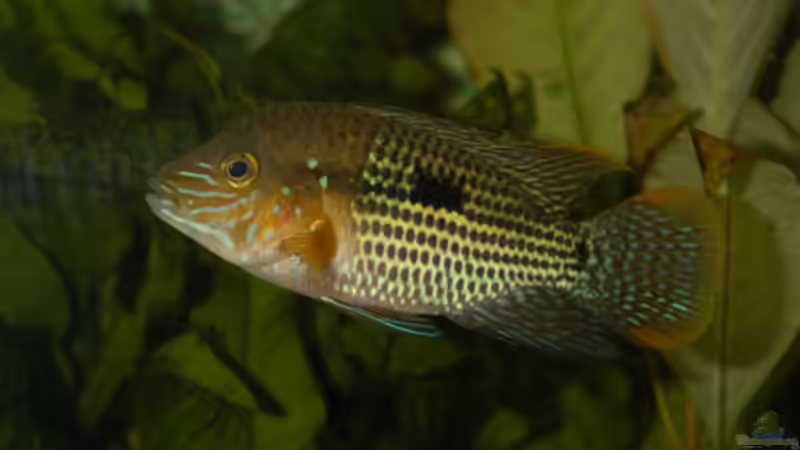 Blog: Artvorstellung,heute:Aequidens rivulatus (2026)