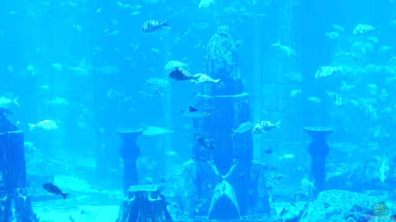 Blog: Aus den Aquarien der Welt , Fakten und Eindrücke über das Ambassador Lagoon & Dubai Aquarium (VAE, UAE) (4984)