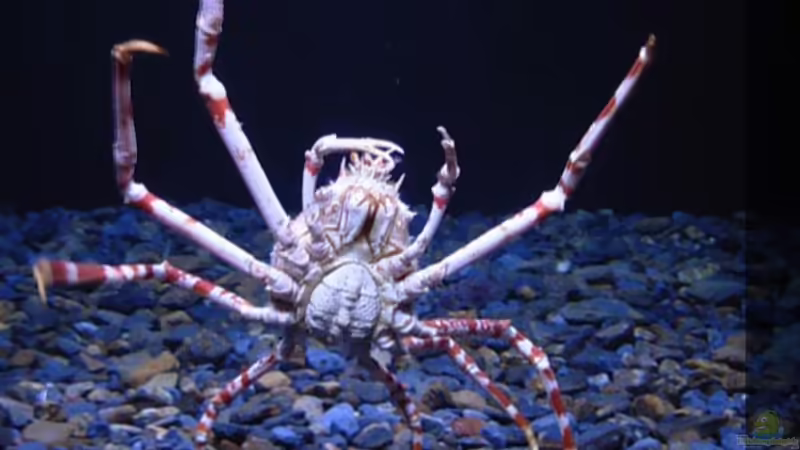 Blog: Aus den Aquarien der Welt , Fakten und Eindrücke über das Ozeanum Lissabon (4986)