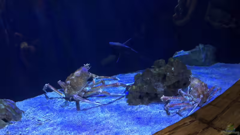 Blog: Ausflug zum Sea Life nach München Teil 1/2 (5404)