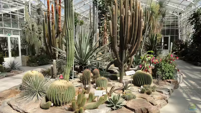 Blog: Ausflugstipp: Der Botanische Garten München-Nymphenburg (6354)