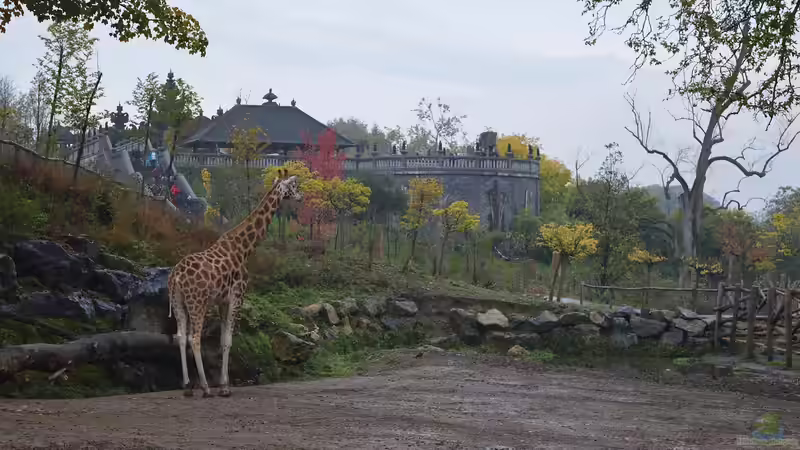 Blog: Ausflugsziel Pairi Daiza - Europas bester Zoo (7553)