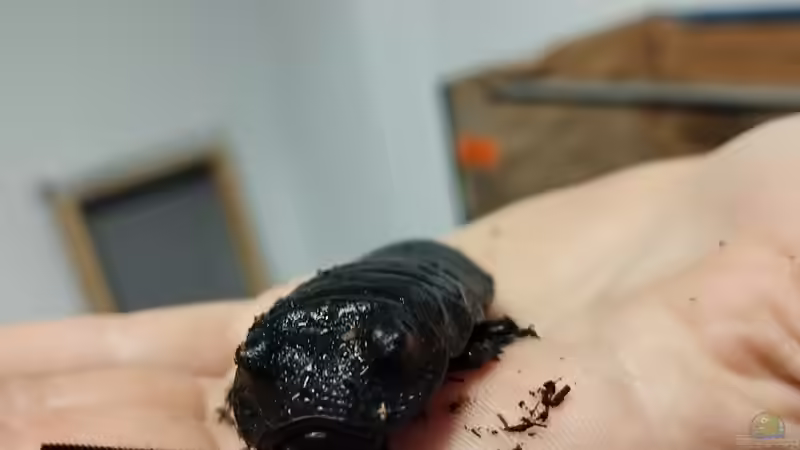 Blog: Außergewöhnliche Terraristik I: Gromphadorhina portentosa (5684)