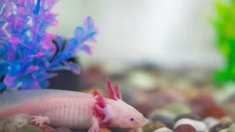 Blog: Axolotl vergesellschaften - Was wirklich funktioniert und was du unbedingt vermeiden solltest (7773)