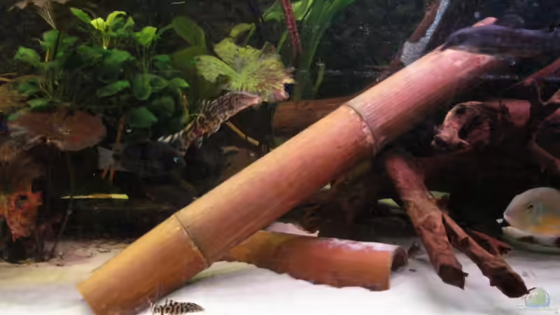 Blog: Bambus: Eine geeignete Deko fürs das Aquarium? (6395)