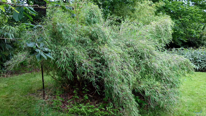 Blog: Bambus im Garten - Fluch oder Segen? (7082)