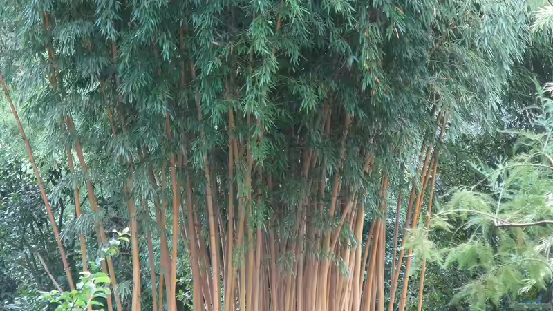 Blog: Bambus im Garten - Fluch oder Segen? (7082)