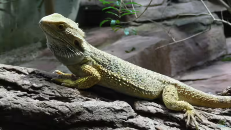 Blog: Bartagamen im Terrarium halten - Der umfassende Praxisleitfaden für eine artgerechte Haltung (7694)