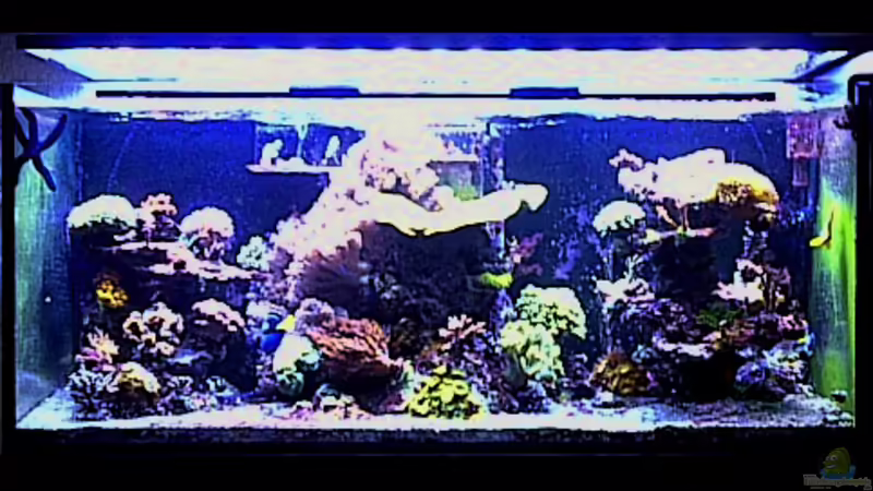 Blog: Bau einer High Power LED Leuchte mit Lichtcomputer für Meerwasser-Aquarien (3767)