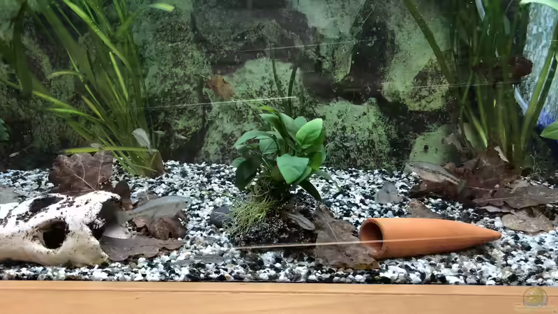 Blog: Bau eines Aquarien-Kellers, Teil ELF, Winter 2019/2020 Teil eins (5449)
